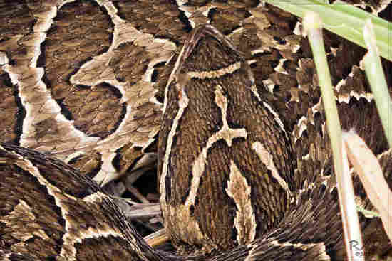 Urutu pit viper