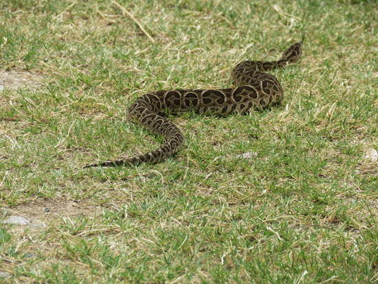 Urutu pit viper