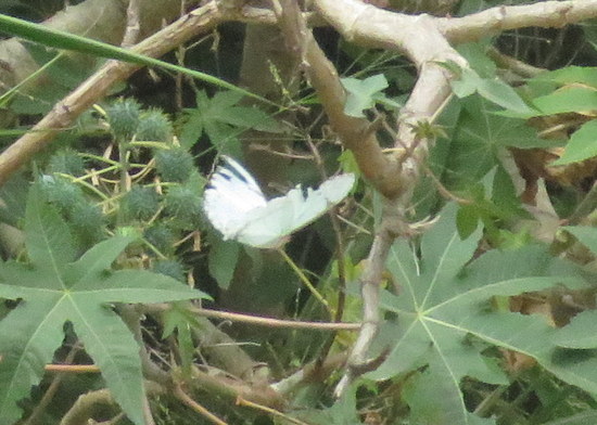 White morpho