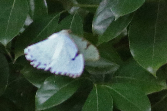 White morpho