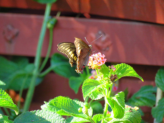 Polydamas swallowtail