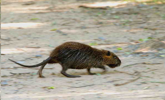 Coypu