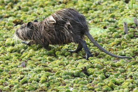 Coypu