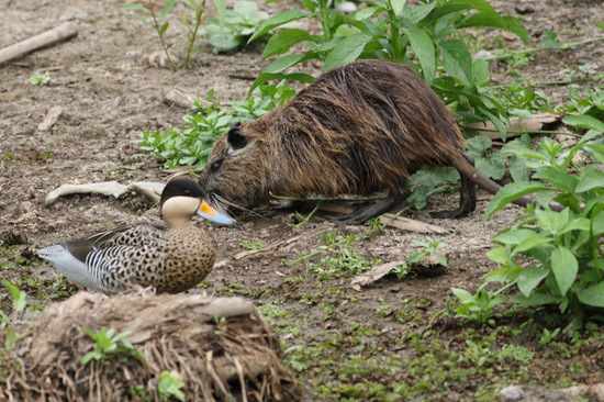 Coypu