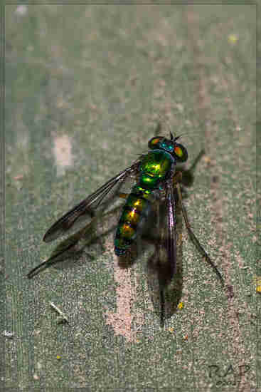 Mosca zancuda