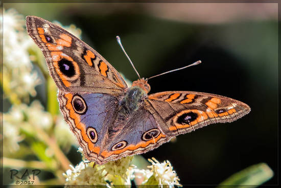 Southern buckeye