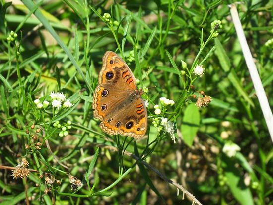 Southern buckeye
