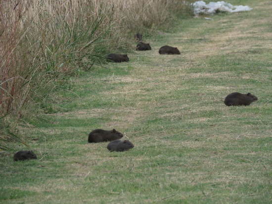 Pampas cavy