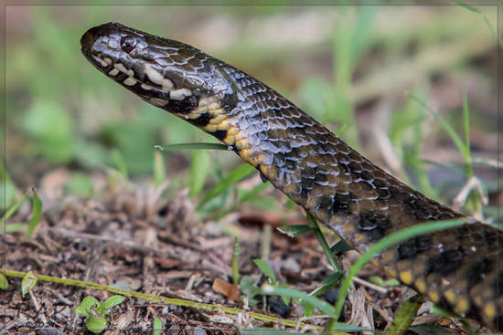 Colubroidean snake