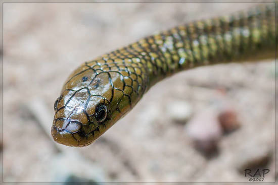 Culebra parda