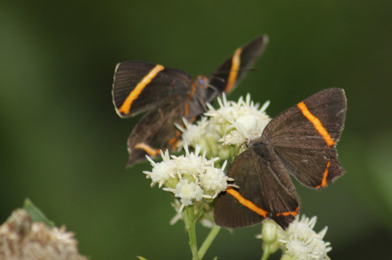 Lyssipoides metalmark