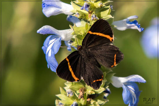 Lyssipoides metalmark