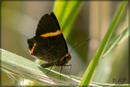 Lyssipoides metalmark