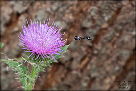 Mosca de las flores