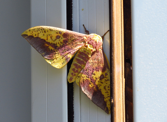 Imperial moth