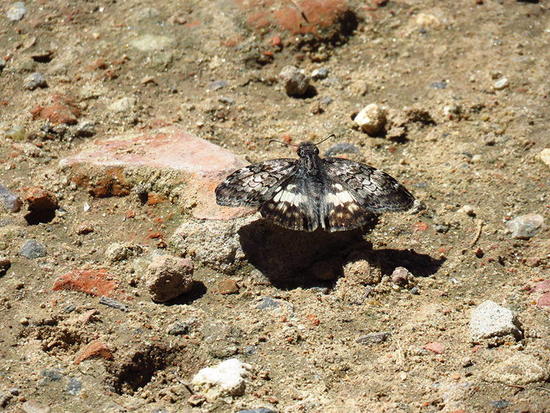 White-patched duskywing