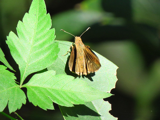 Canna skipper