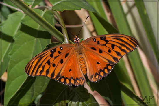 Gulf fritillary