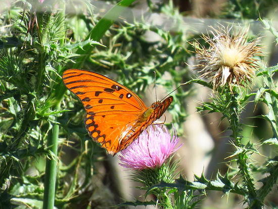 Gulf fritillary