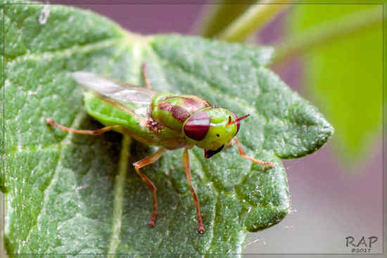 Mosca soldado