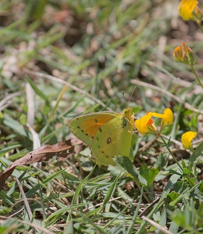 Lesbia sulphur