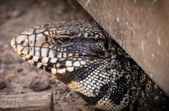 Black-and-white tegu lizard