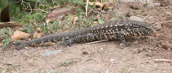 Lagarto overo