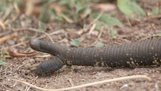 Lagarto overo
