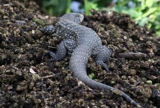 Black-and-white tegu lizard