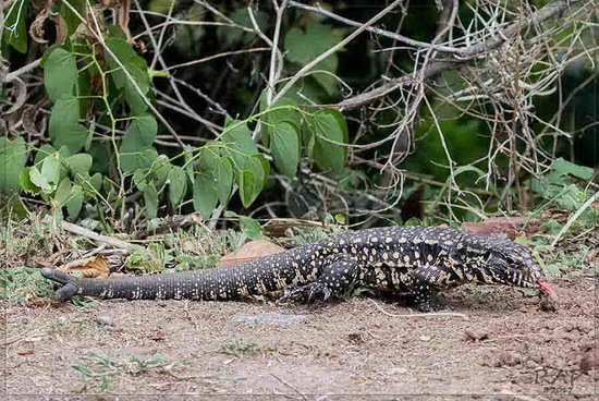 Black-and-white tegu lizard