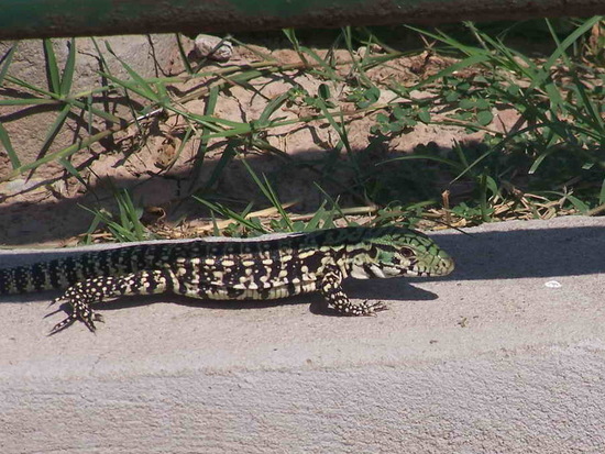 Black-and-white tegu lizard