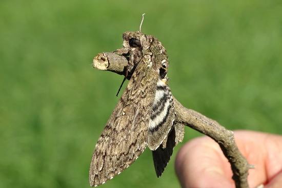 Carolina sphinx moth
