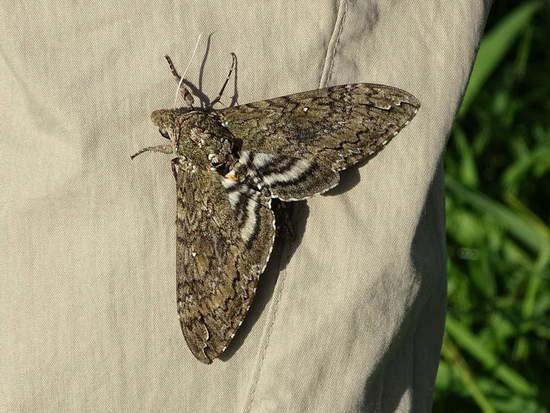Carolina sphinx moth