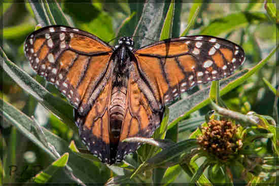 Southern Monarch