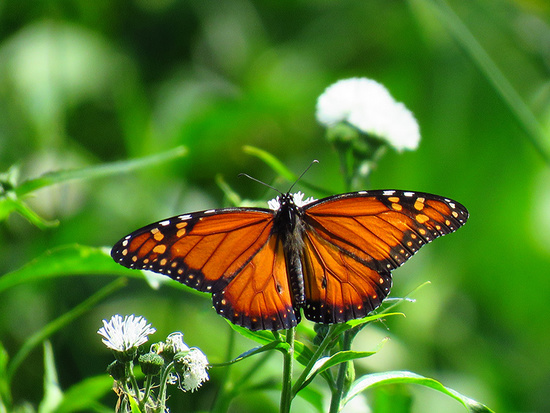 Southern Monarch