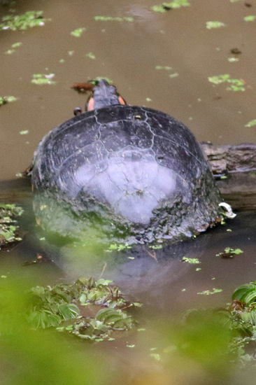 Red-eared turtle