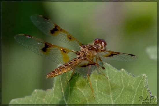 Libélula