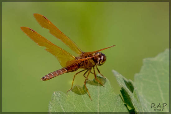 Libélula