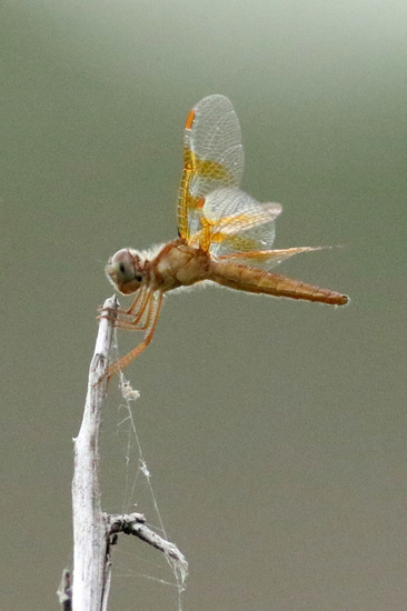 Libélula