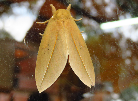 Io moth