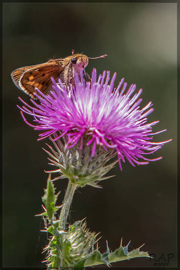 Fiery skipper