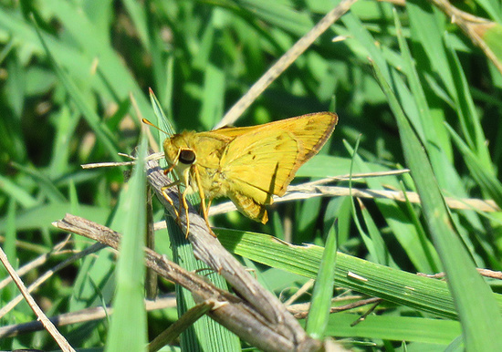Fiery skipper