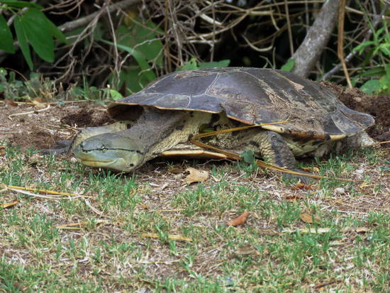 Side-necked turtle