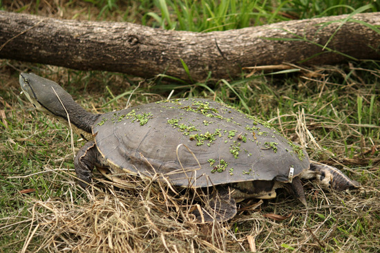 Side-necked turtle