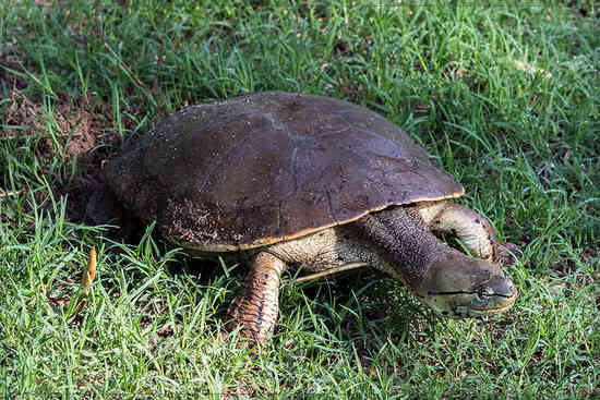 Side-necked turtle