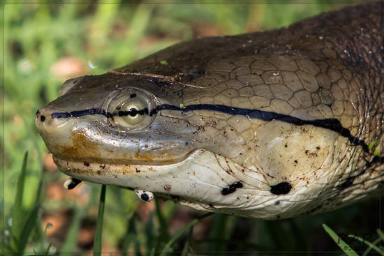Side-necked turtle