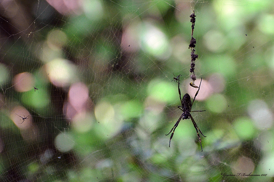 Araña de seda de oro