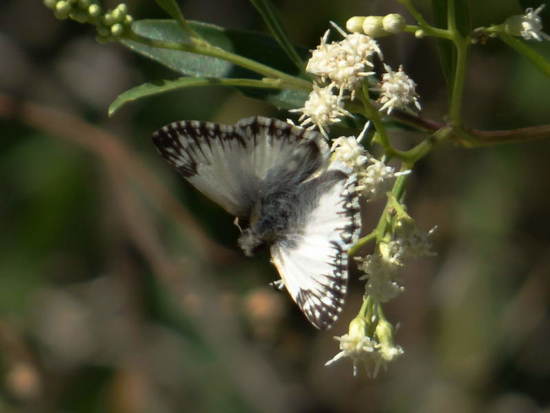 Omrina white skipper