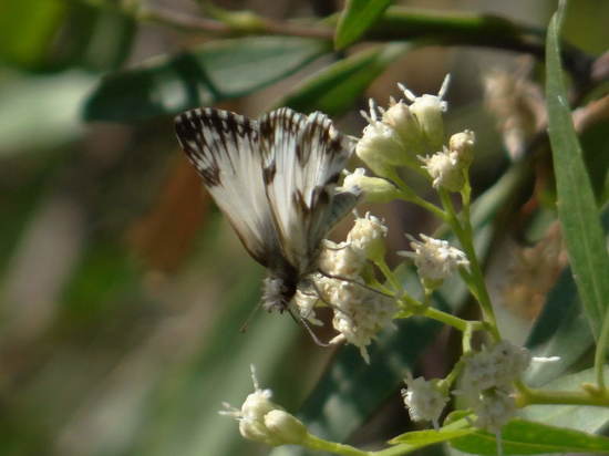 Omrina white skipper