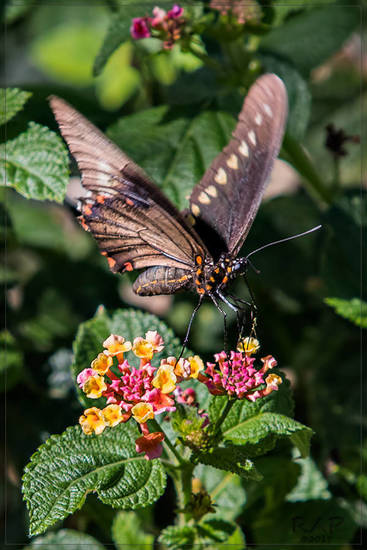Polydamas swallowtail